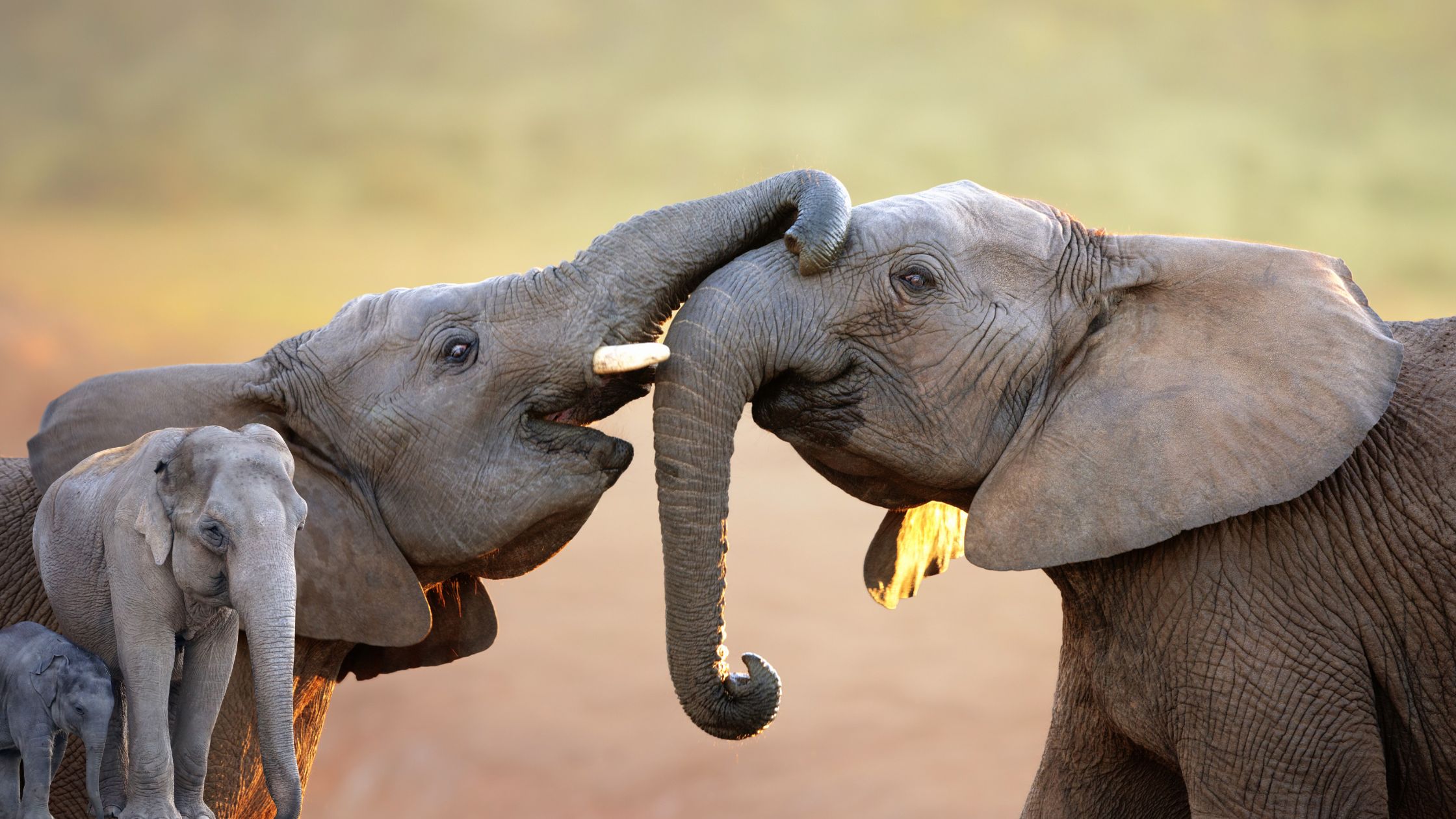 The Emotional Lives of Elephants: Understanding Their Complex Behavior