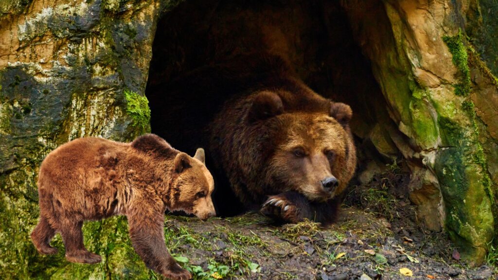 Bears Hibernate