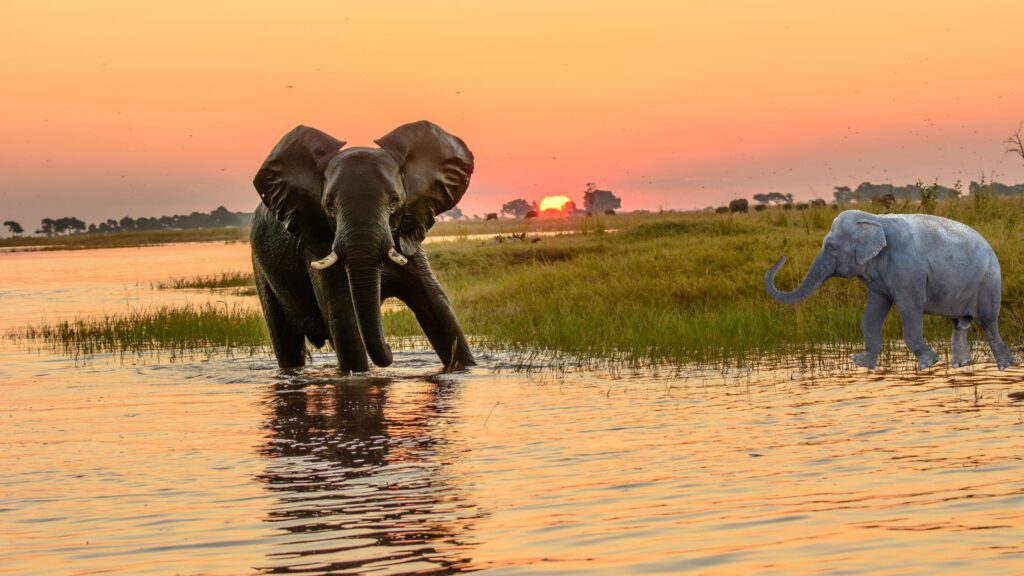 African Elephant