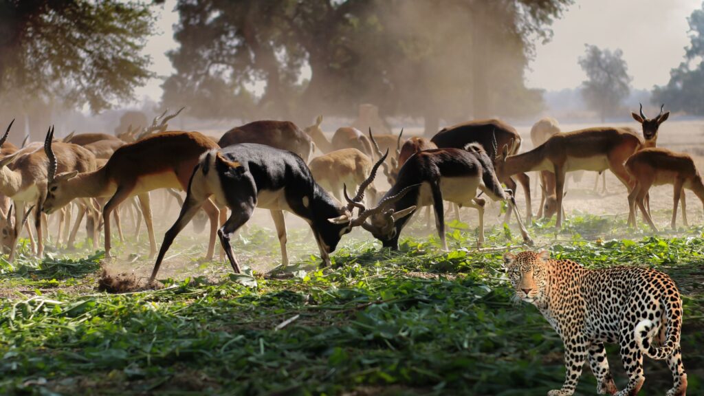 Epic Wildlife Migrations