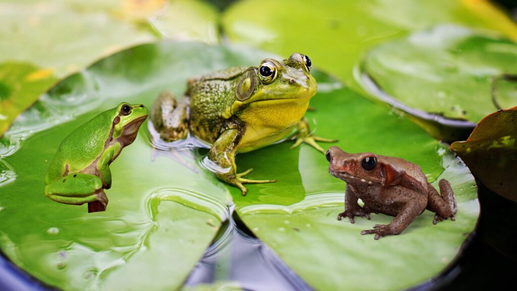 The Secret World of Frogs