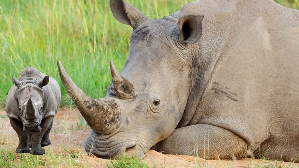 The Controversial Value of Rhinoceros Horns and Global Efforts to Protect Them