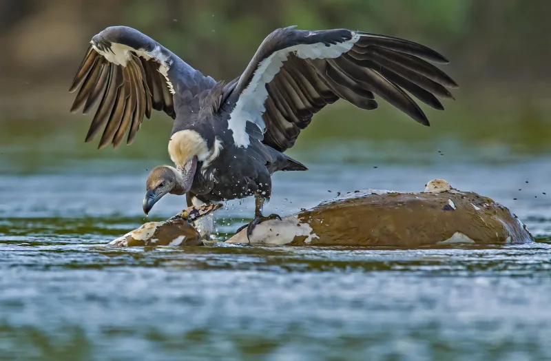 The Essential Role of Vultures as Nature's Scavengers