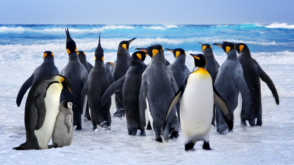 Penguins