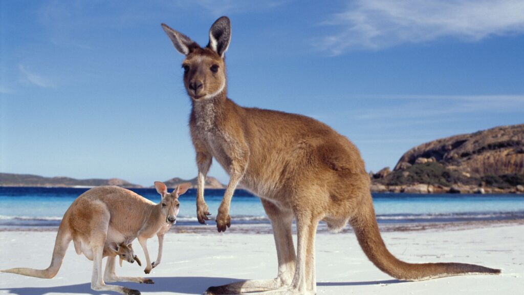 Exploring the Fascinating World of Kangaroos in Australia