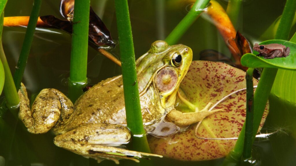 Exploring the Secret World of Frogs and Amphibians