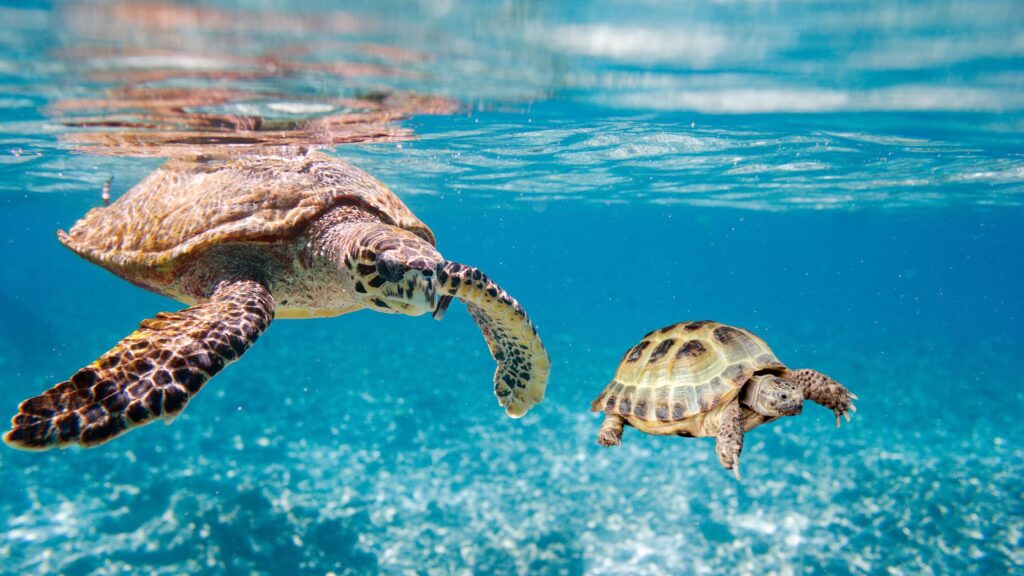 How to Protect Endangered Sea Turtles