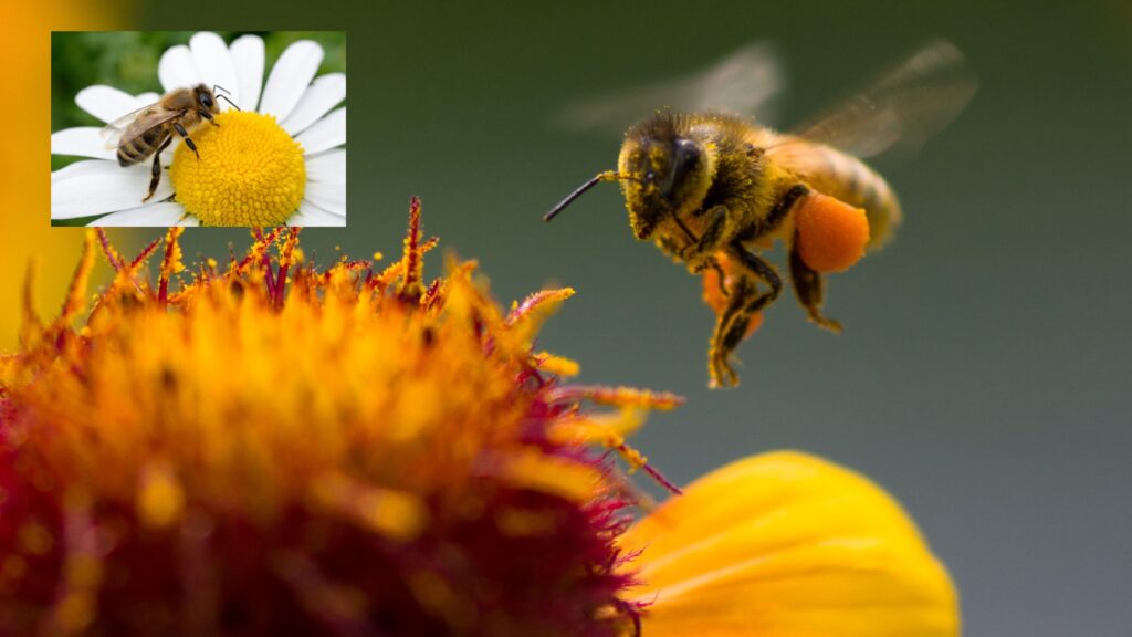 The Crucial Role of Bees in Maintaining a Healthy Ecosystem