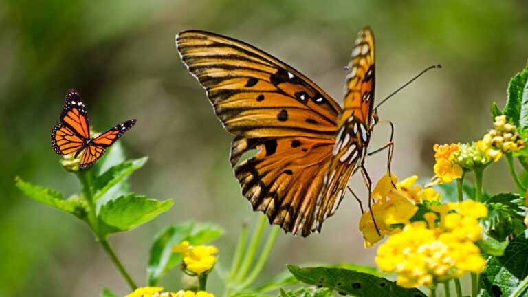 The Fascinating Life Cycle of Butterflies