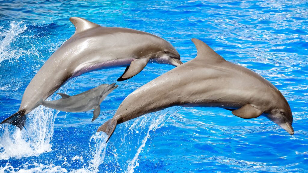 The Fascinating World of Dolphin Communication