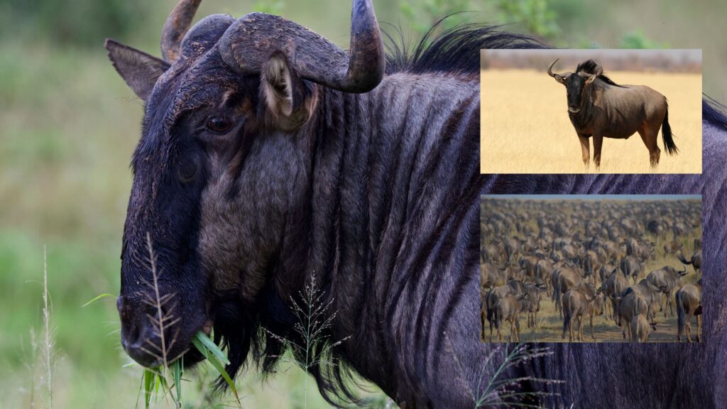 The Great Migration: Understanding the Migration Patterns of Wildebeests