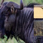 The Great Migration: Understanding the Migration Patterns of Wildebeests