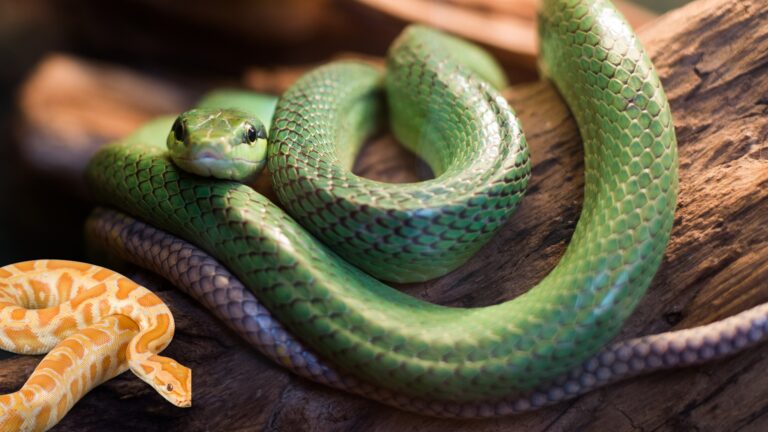 The Vital Role of Snakes in Maintaining Ecosystem Balance