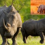 Top 5 Endangered Rhino Species You Should Know About